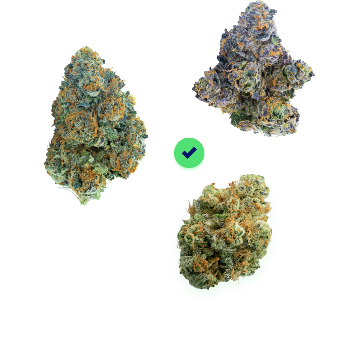 Three Cannabis Flower Buds with a circle check in-between them