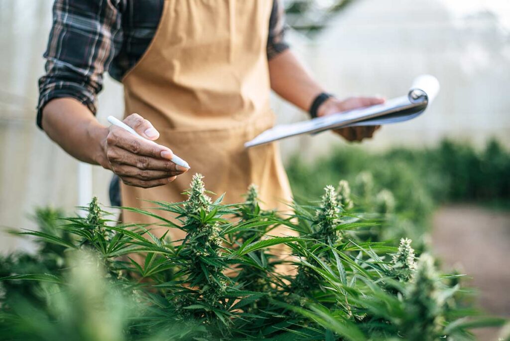 Commercial Cultivator checking on Cannabis Plants