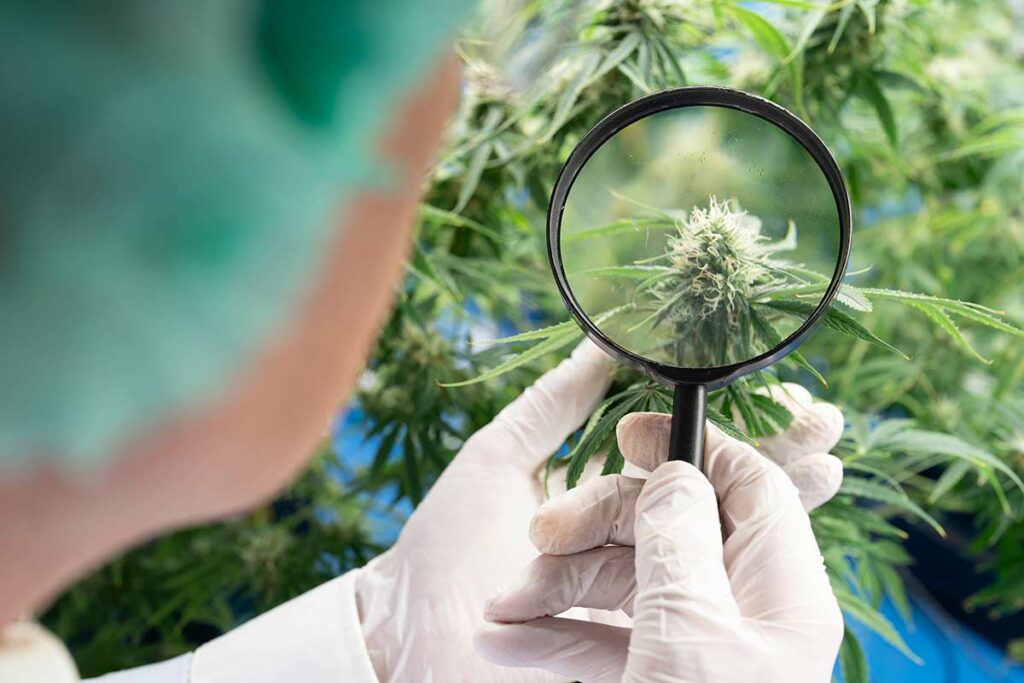 Cannabis Cultivator looking inspecting cannabis plant with magnifying glass