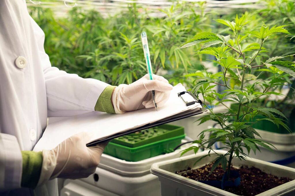 Cannabis Cultivator writing findings down on notepad about cannabis plants in grow house