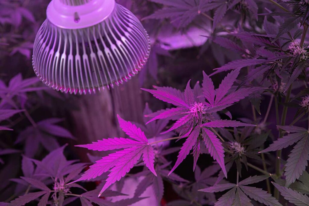 UV Light decontamination Cannabis Plants