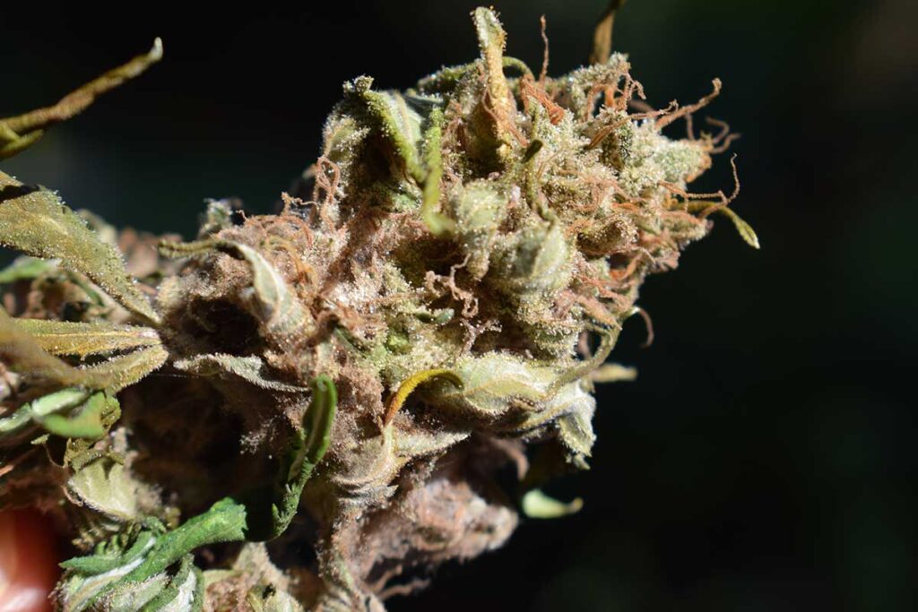 Contaminated cannabis plant