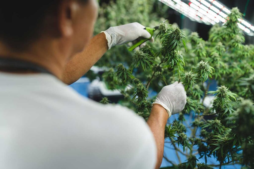 Worker wearing gloves trimming cannabis plants in a commercial indoor cultivation facility under LED lighting, illustrating microbial decontamination steps in cannabis production.